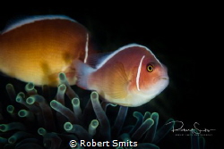 Did you know that there are thirty species of clownfish r... by Robert Smits 